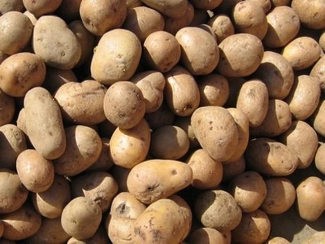 Підготовка картоплі до посадки. Пророщування картоплі