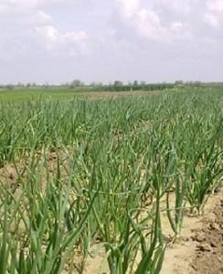 Вирощування озимої цибулі - фото.