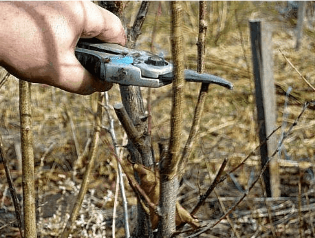 Технологія та особливості щеплення дерев