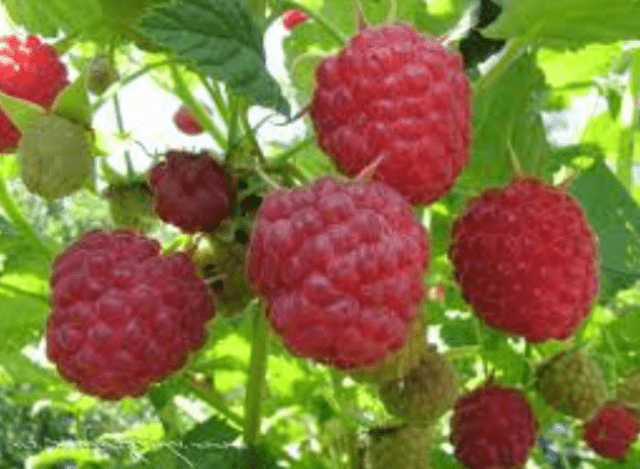 Ремонтантна малина: догляд та особливості