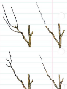 Обрізка абрикоса