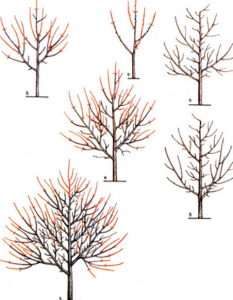 Обрізка абрикосу восени