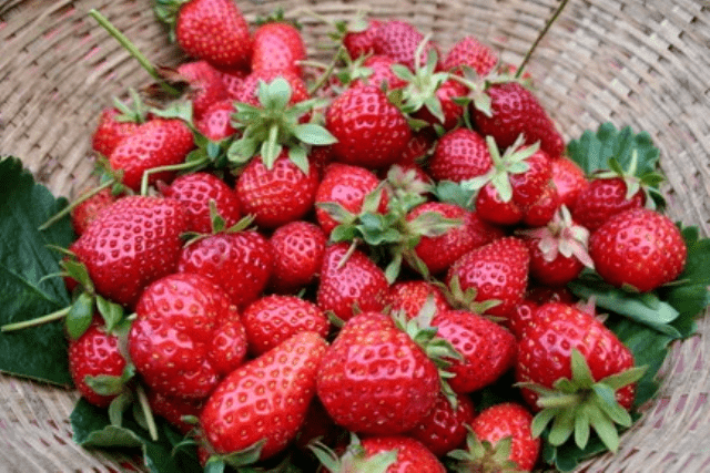 Догляд за полуницею - Боротьба із шкідниками полуниці