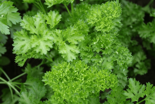 Вирощування зелені:петрушки та кропу у відкритому ґрунті