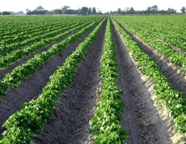 Вирощування картоплі за голландською технологією