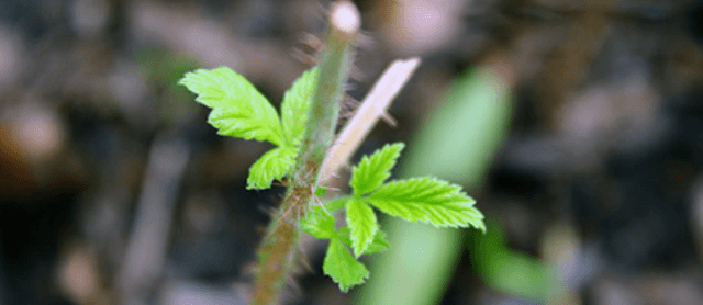 Подвійна обрізка малини