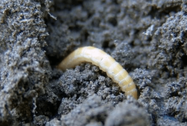 Дротяник заходи боротьби з ними народними засобами