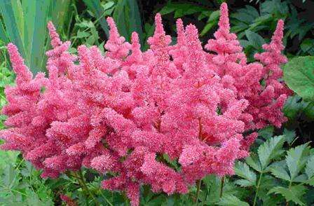 astilbe Астильба. Догляд восени і підготовка до зими