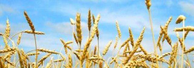 Озимий ячмінь технологія вирощування та посів