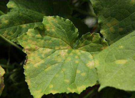 Несправжня борошниста роса (пероноспороз)