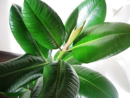 Фікус каучуконосний догляд та розмноження