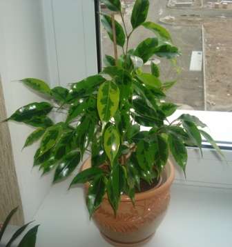 ficus-benjamina-rozmnozennya-4 Фікус Бенджаміна розмноження, пересадка та догляд в домашніх умовах з фото