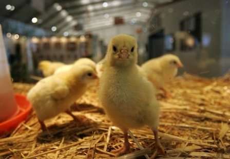 Хвороби курчат бройлерів - симптоми і лікування