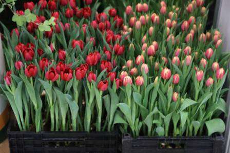 Вигонка тюльпанів в домашніх умовах відео (до 8 березня)