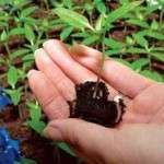 Місячний календар городника та садівника для вирощування розсади на 2024 рік Місячний календар городника на 2022 рік для вирощування розсади