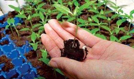 Місячний календар городника на 2022 рік для вирощування розсади