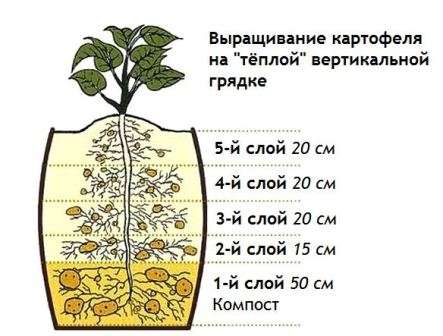 Вирощування картоплі на вертикальних грядках