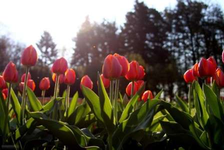 683 Тюльпани. Фото квітів, красиві сортові тюльпани з назвами.