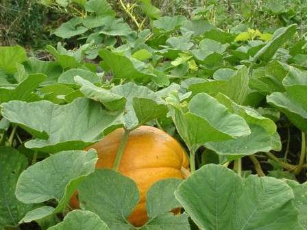 Коли садити гарбуз? У березні на розсаду, в травні в грунт.