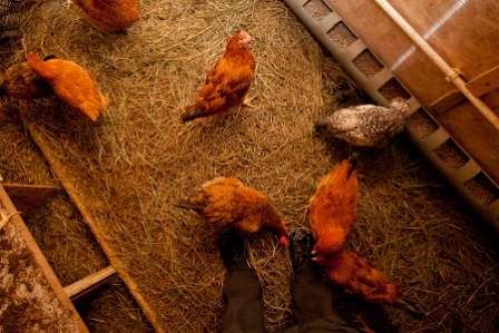 Вирощування курей бройлерів на глибокій підстилці