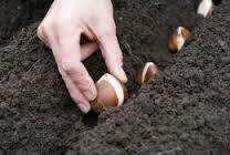 Коли садити тюльпани весною в грунт