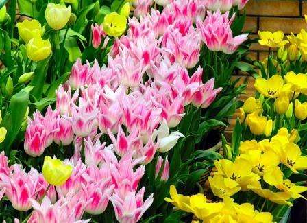 posadka-tylpaniv-navesni Посадка тюльпанів навесні в грунт - коли садити тюльпанчики