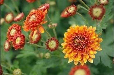 posadka-xruzantem-v-grynt Посадка хризантем в грунт- вирощування у відкритому ґрунті