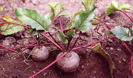 Технологія вирощування буряків і догляд за ними