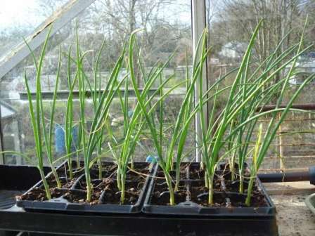 Секрети і правила вирощування розсади цибулі з насіння - Як вирощувати розсаду цибулі