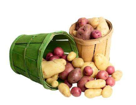 Як виростити ранню картоплю - вирощування ранньої картоплі