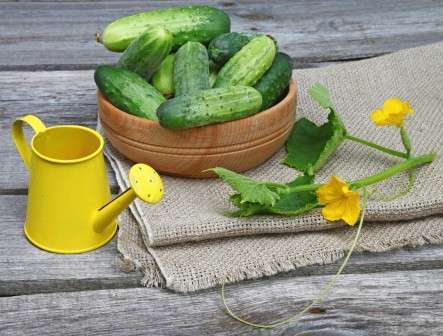 Мінеральні та органічні добрива для огірків - кореневе та поза-кореневе підживлення