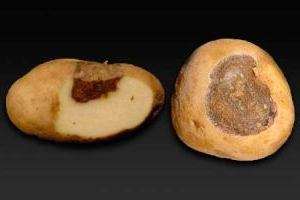 Хвороби картоплі (фото)