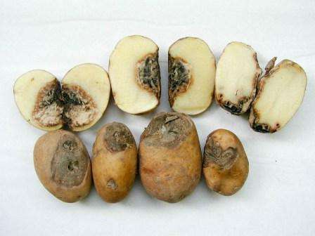 Як боротися з хворобами картоплі