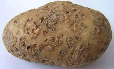 Чорна парша картоплі