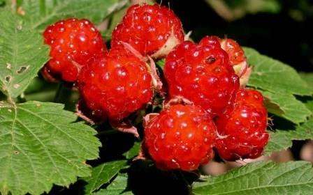 malunove-derevo-posadka-i-doglyad-1 Малинове дерево посадка і догляд. Фото. Розмноження