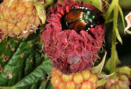 Малина моль