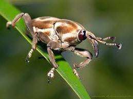 Довгоносик