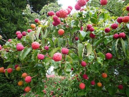 Малинове дерево посадка і догляд. Фото