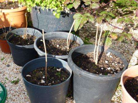 Малинове дерево: правила посадки