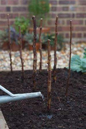 купить малинове дерево в україні