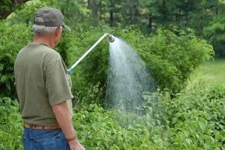 як поливати дерево малини
