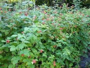 добрива для дерева малини