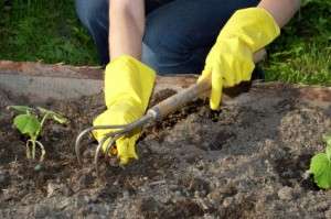 догляд за деревом малини