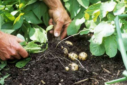 Мінеральні добрива для картоплі - внесенням мінеральних добрив