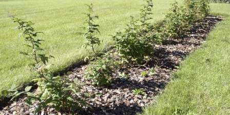 Основи догляду та правильна посадка малини весною,як садити кущ