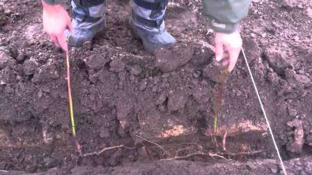 Траншейна посадка малинових кущів