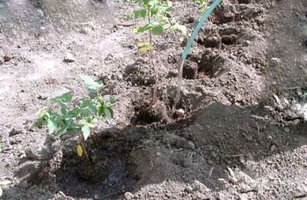 Посадка куща малини в яму