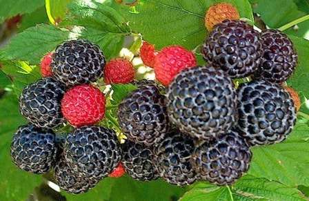 Чорна малина Кумберленд - фото.