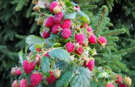 Ремонтантна малина Таганка - фото.