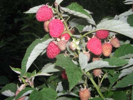 Сорт малини Таруса - фото.